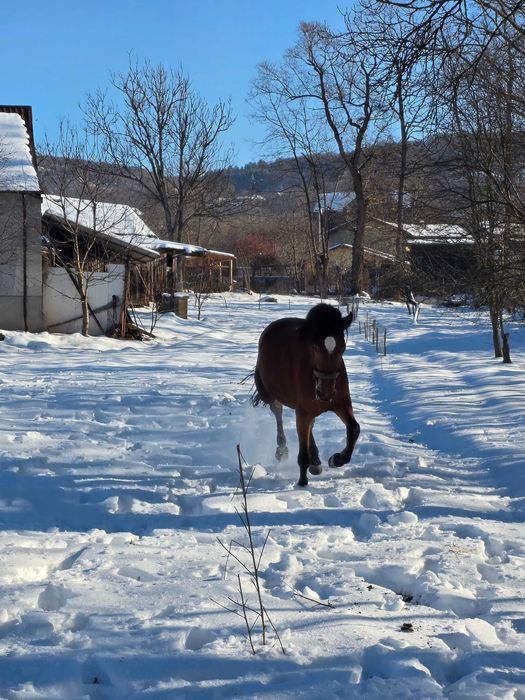 Vând mânză de 2 ani