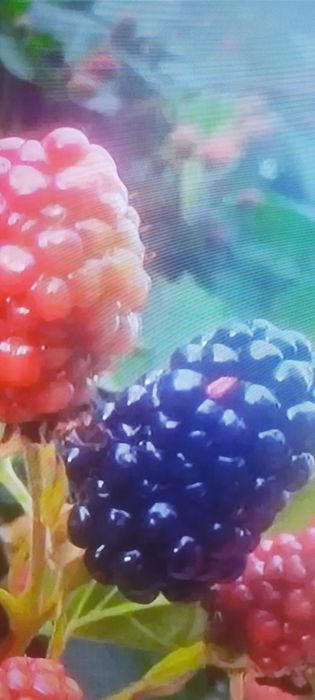 mure de cultura Thornfree bio