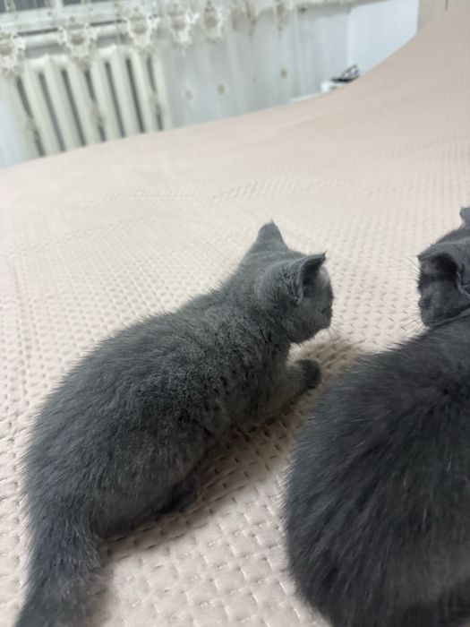 Отдам котенков мальчик и девочка