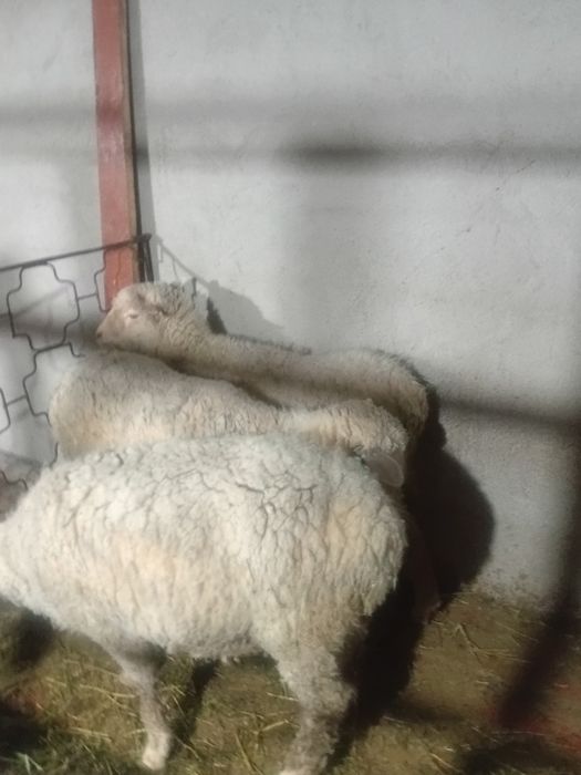 Қой тоқтылар сатылады 85000тг