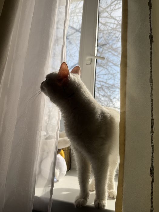 Отдам белую кошку в добрые руки
