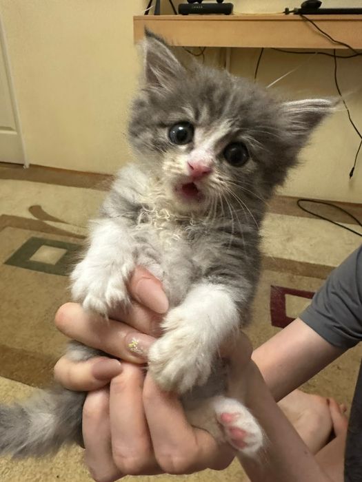 Котёнок пушистый
