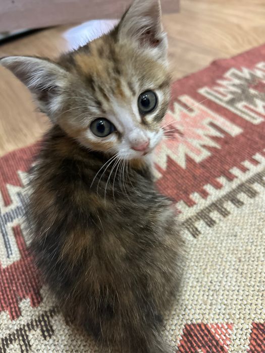 Мысық кошка котт