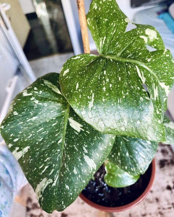 Monstera thai constellation