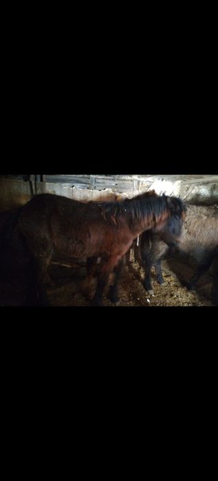 Продам Жеребят 5 голов