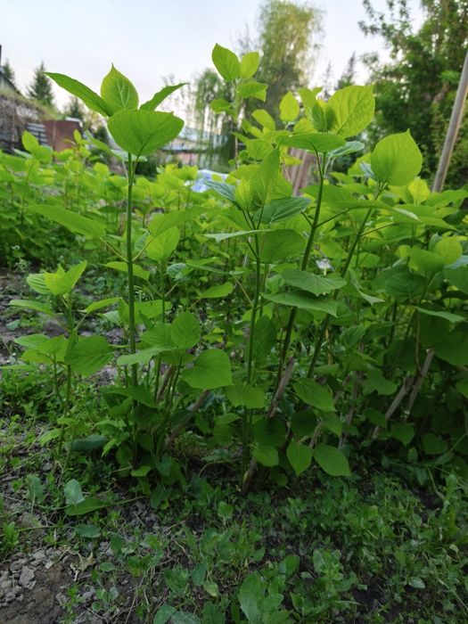 Гортензия белая морозостойкая