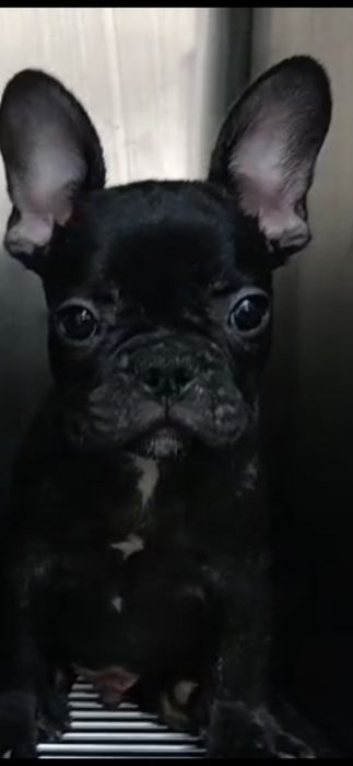 Bulldog francez mascul negru