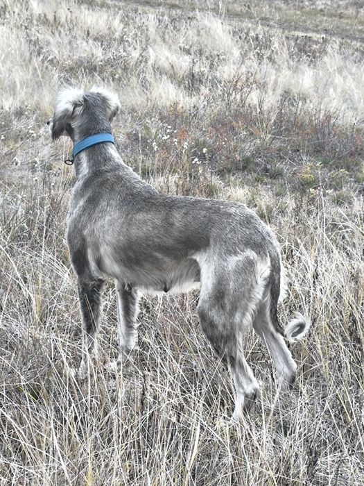 Кумай тазы! щенок!