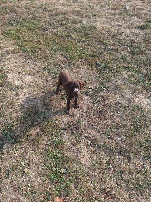 Lagotto brac metis