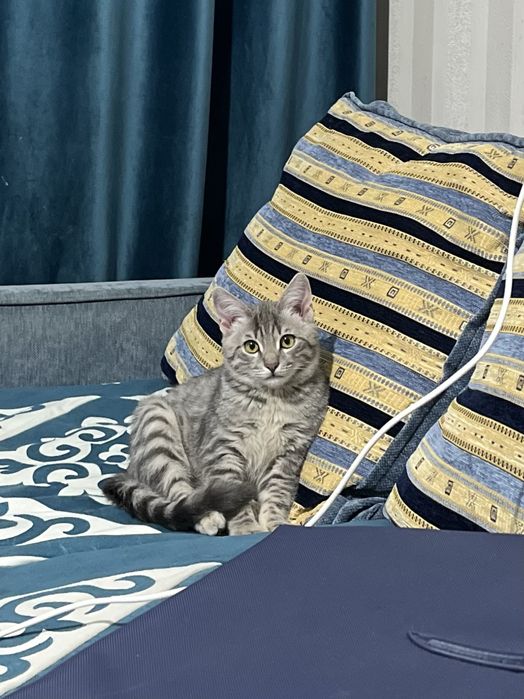 кот,бесплатно алматы