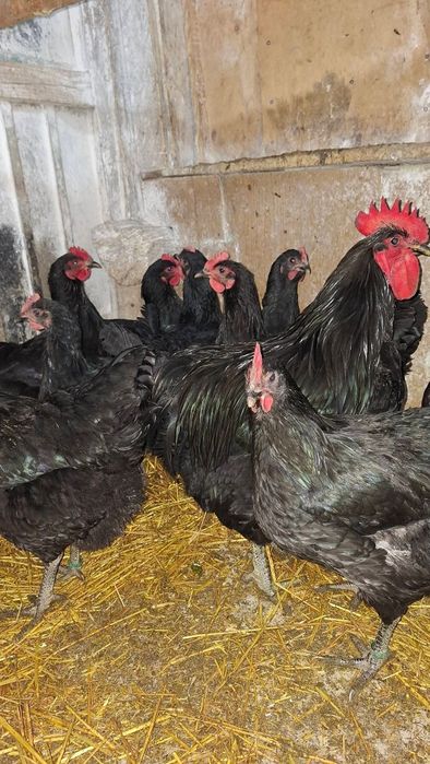 Pui si ouă  Jersey Giant,, Sussex HD si Porțelan ,Playmount.,Italiana