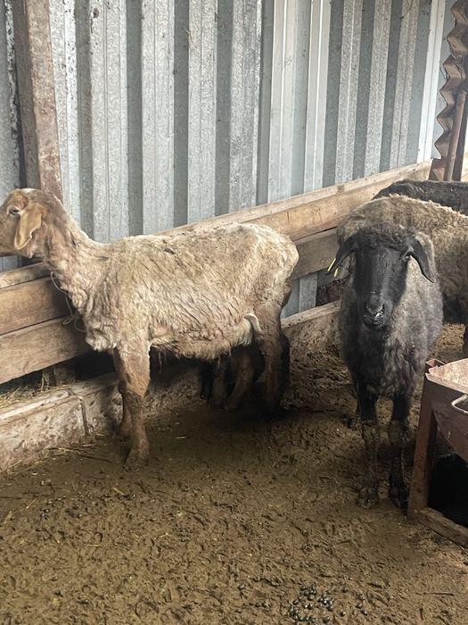 Козылы койлар бараны