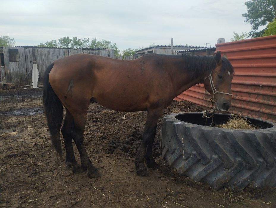 Продам жеребца табунного