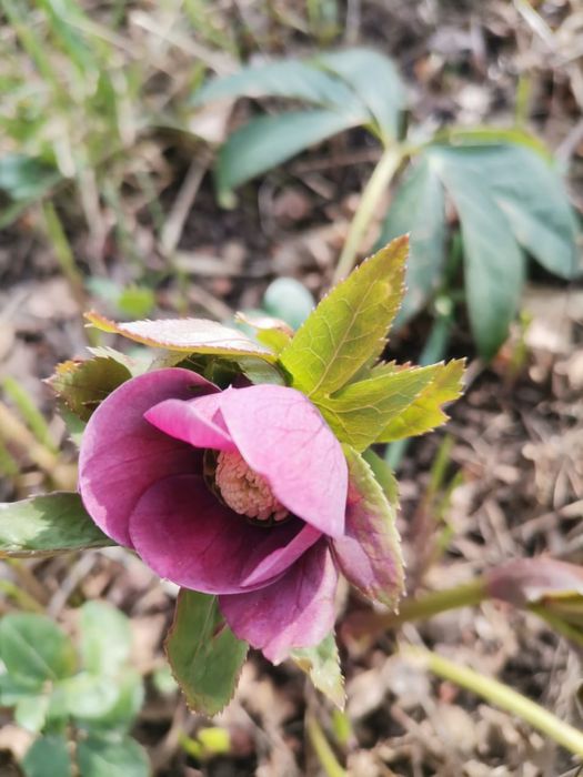 Садовое растение :Морозник