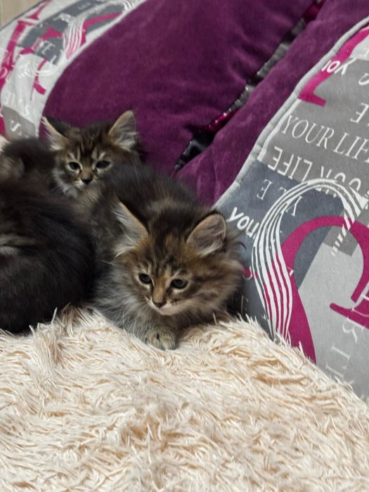 Котёнок метис мейн-кун