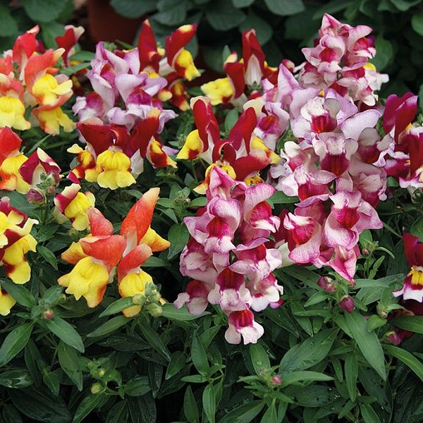 Цветы в большом количестве