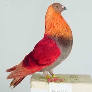 Боя за Гълъби боядисване на гълъби за състезание