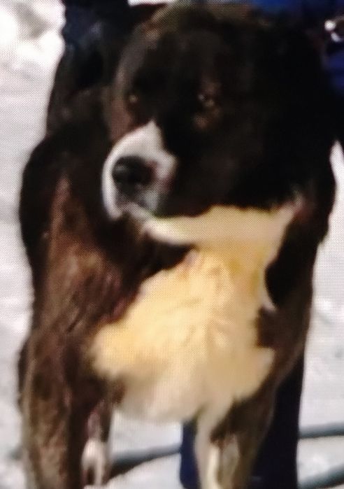 продаётся .алабай