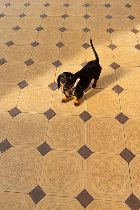 Пропала собака порода ТАКСА