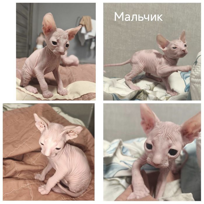 Донские малыши ищут дом