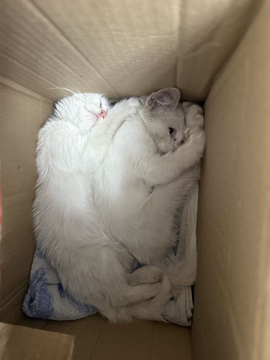 маленькие котята