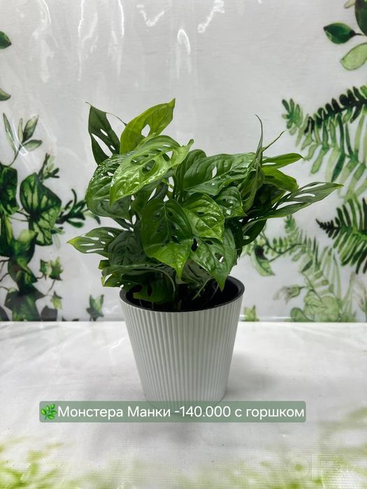 Калатеи, Филодендрон и др растения