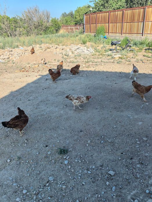 Продаётся курица