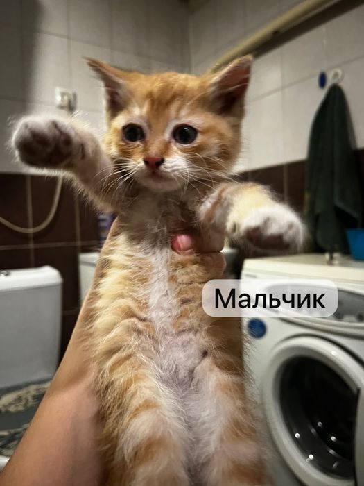 Котята бесплатно