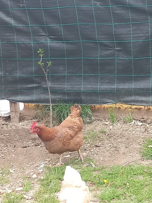 Gaini de Casa Ouătoare