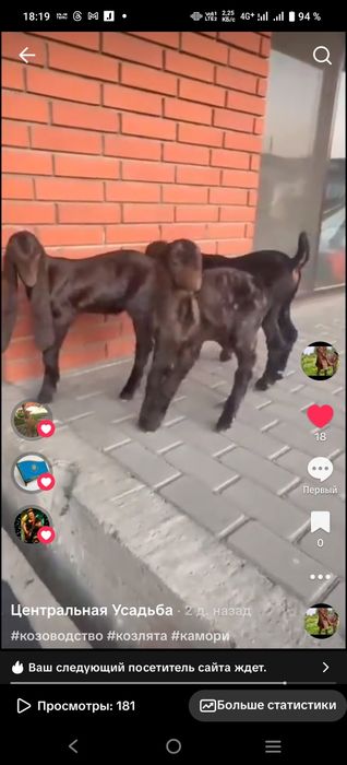 Козы Камори ЧП  козлик