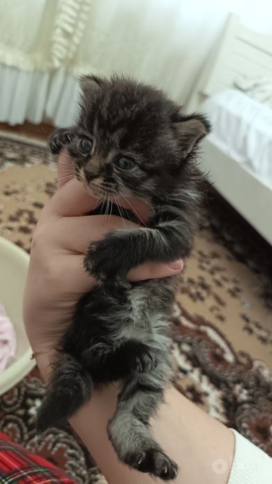 СРОЧНО даром отдам КОТЁНКА