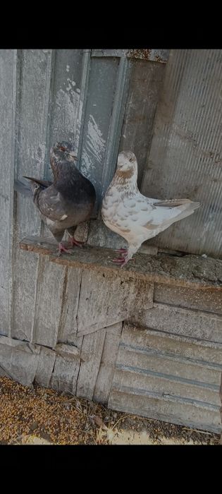 Porumbei Kingi scurți de frumusețe