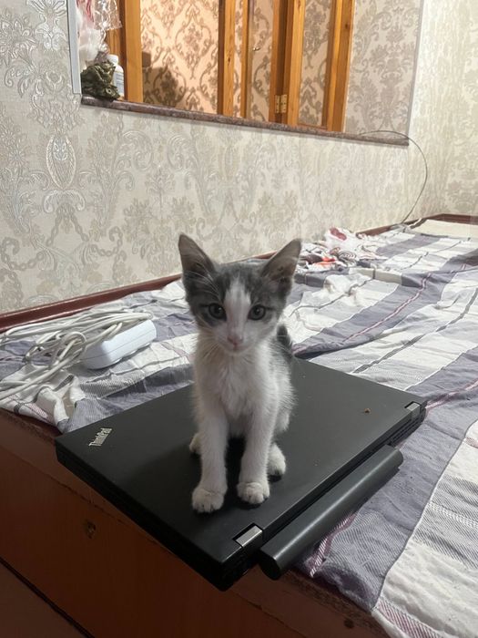 Chiroyli aqlli 2 oylik qiz bola mushukcha hadyaga beriladi