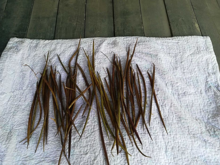 Рассады дерева Дуба, семена дерева Катальпы