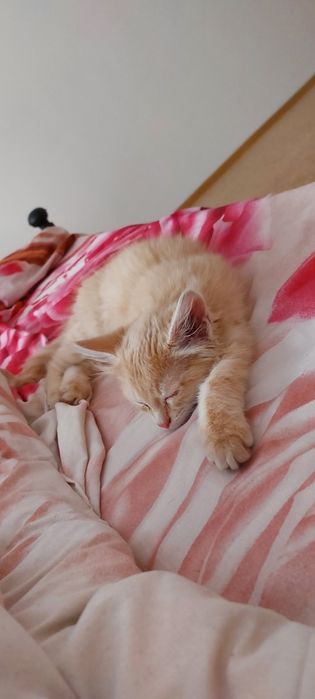 Отдам котёнка в хорошие руки