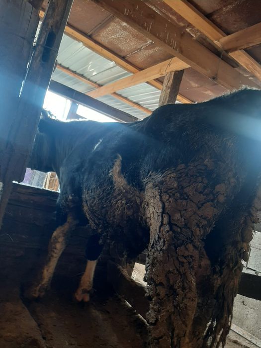 2.6жас бұқа сатылады.