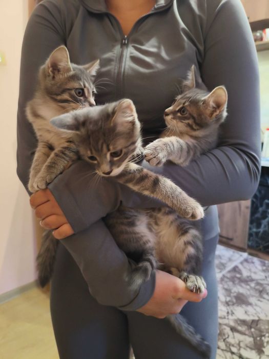 Подарявам котета