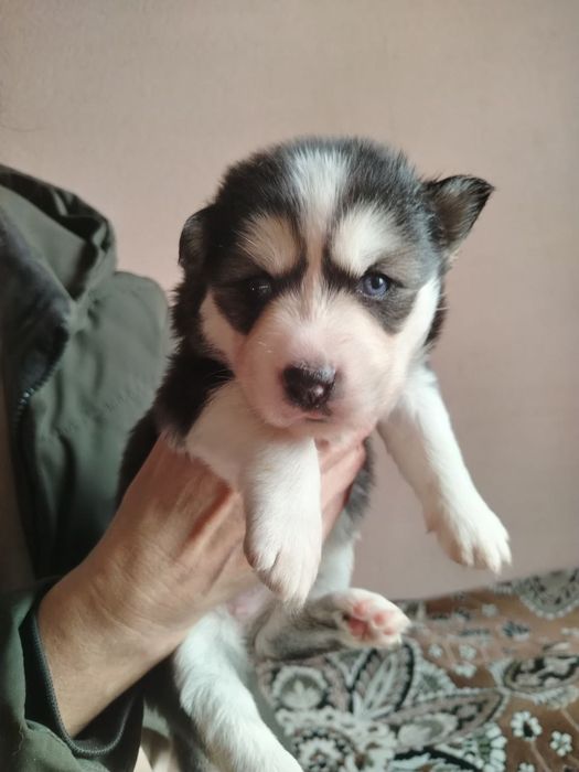 Продаю щенков ХАСКИ!