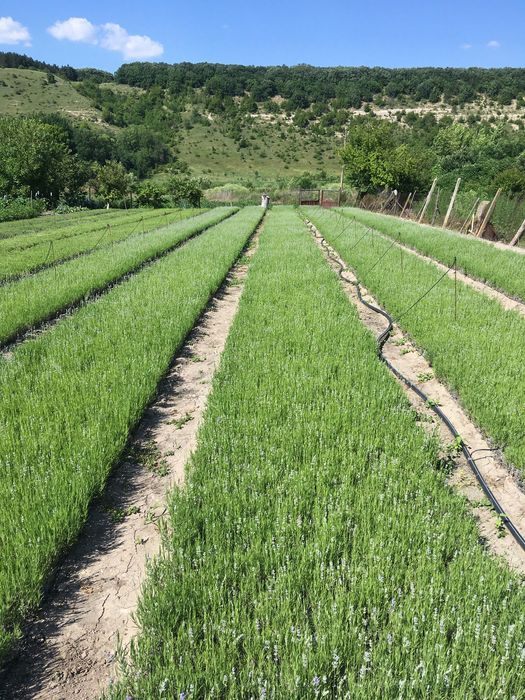 Разсад лавандула на едро и дребно