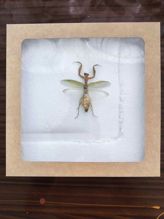 Засушенный богомол в подарок коллегам