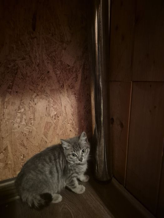 Отдам котят в добрые руки