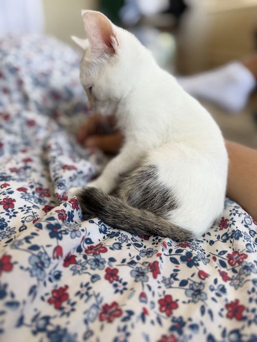 Маленький котенок в добрые руки