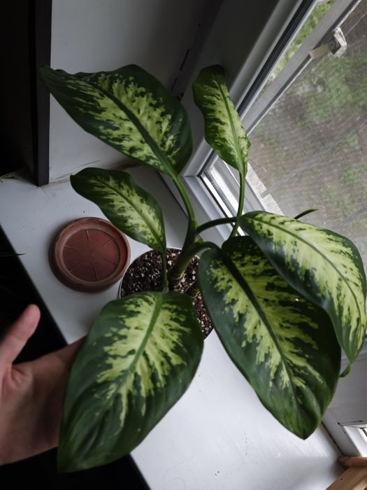 Диффенбахия тропик Сноу крупномер