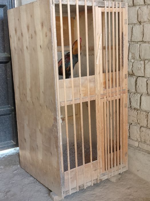 Kataklar sotiladi50000