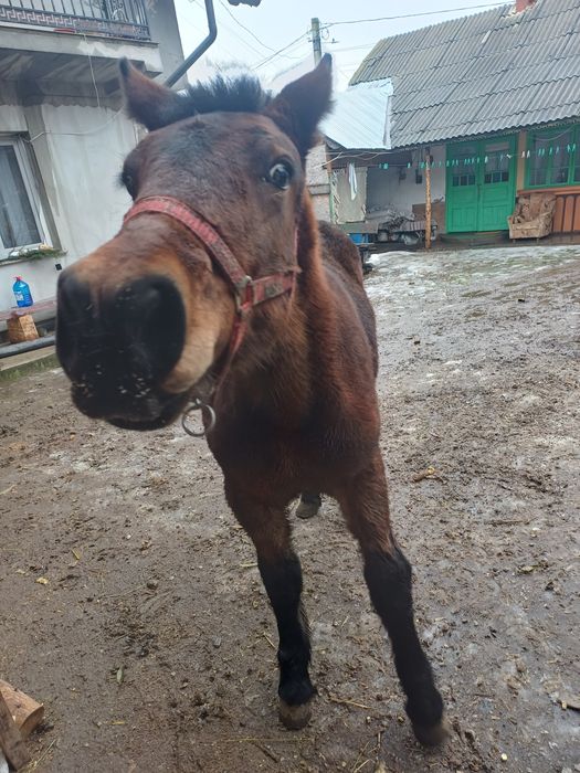 Vand manza de 6 luni