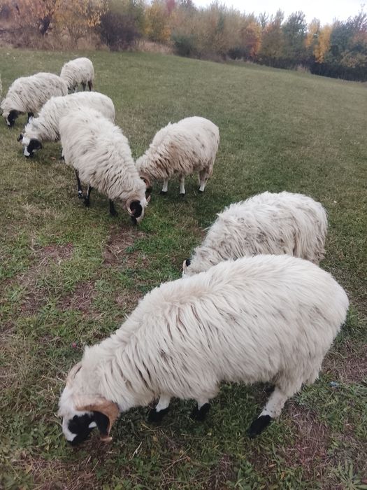 Vând 5 oi tinere 3 miele un berbec mior breaz și un berbecuț din primăvară tot breaz