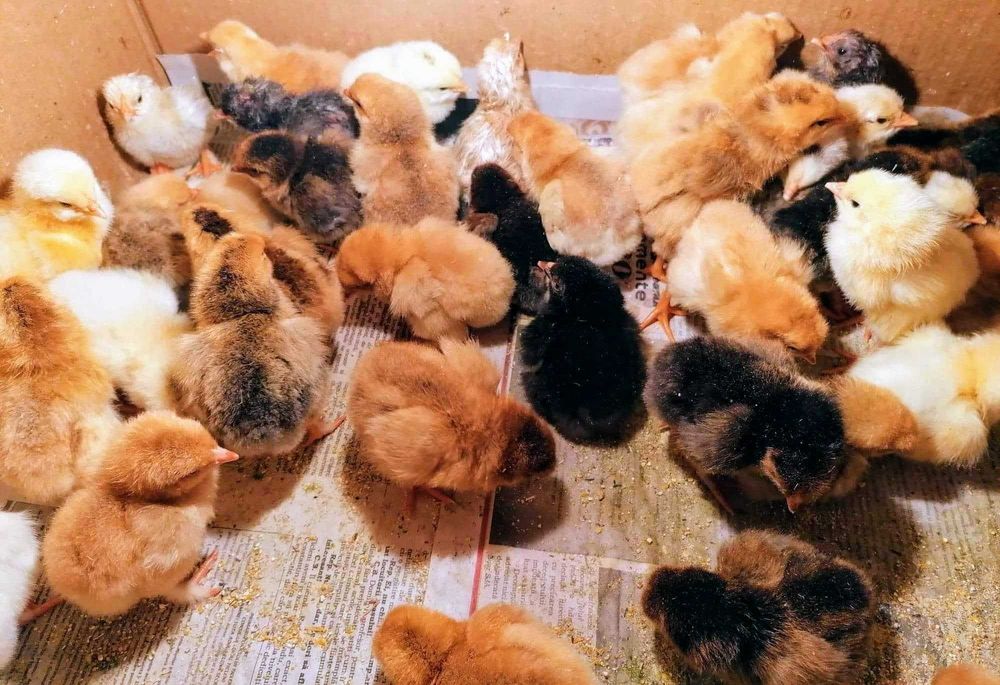 Pui de gaina romanesti de tara - 2-3 zile