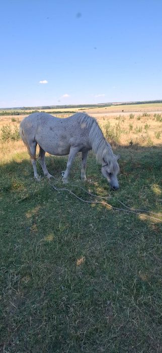 Iapa de vânzare, mânz în burta