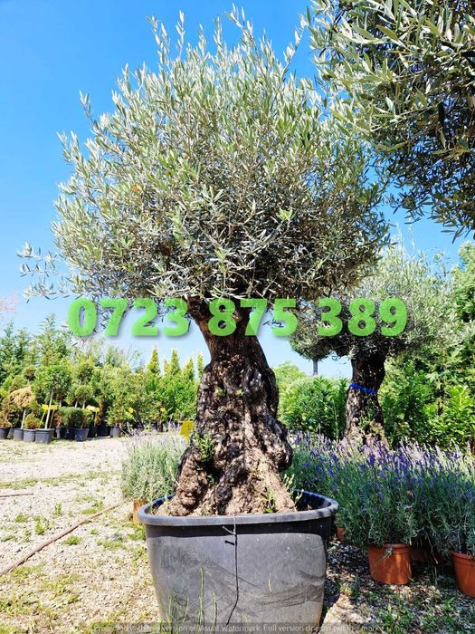 Plante Ornamentale de Pepinieră – Aspect Estetic deosebit și Dens