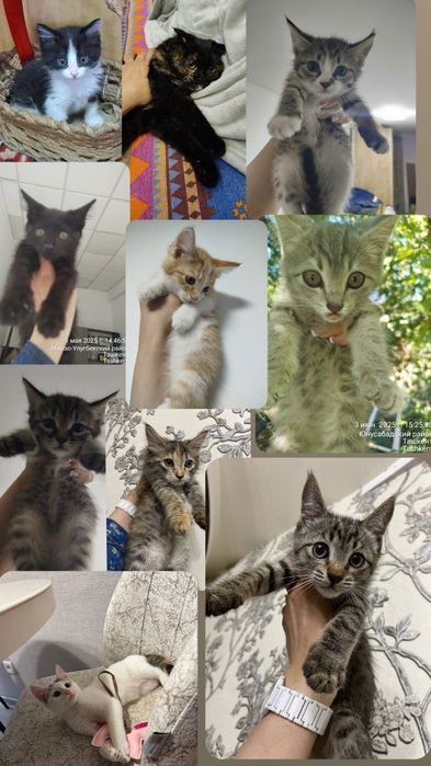 Пристраиваются котята в добрые и ответственные руки.